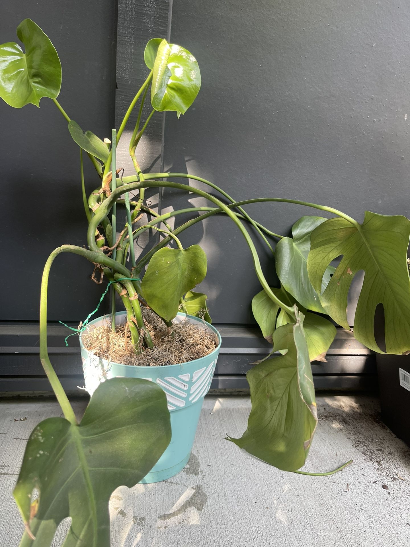 Monstera Plant In a Decorative Pot