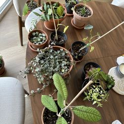 Various plants with pots