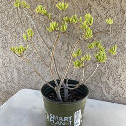 25” Large Bonsai Style Lemon Bean Bush Tree/Senecio barbertonicus