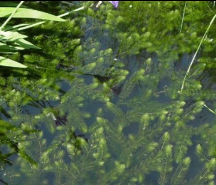 Hornwort aquatic plant!