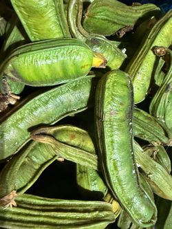 Ice cream bean (Nacaspilos)