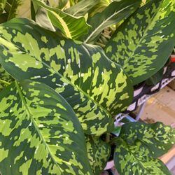5” Pot Size: Dieffenbachia Cheetah; $20 Each
