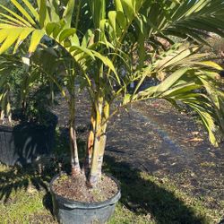 Christmas Palm - 15gl