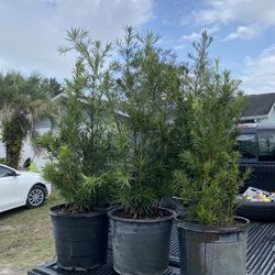 Podocarpus 15 gallon $55. install $15 
