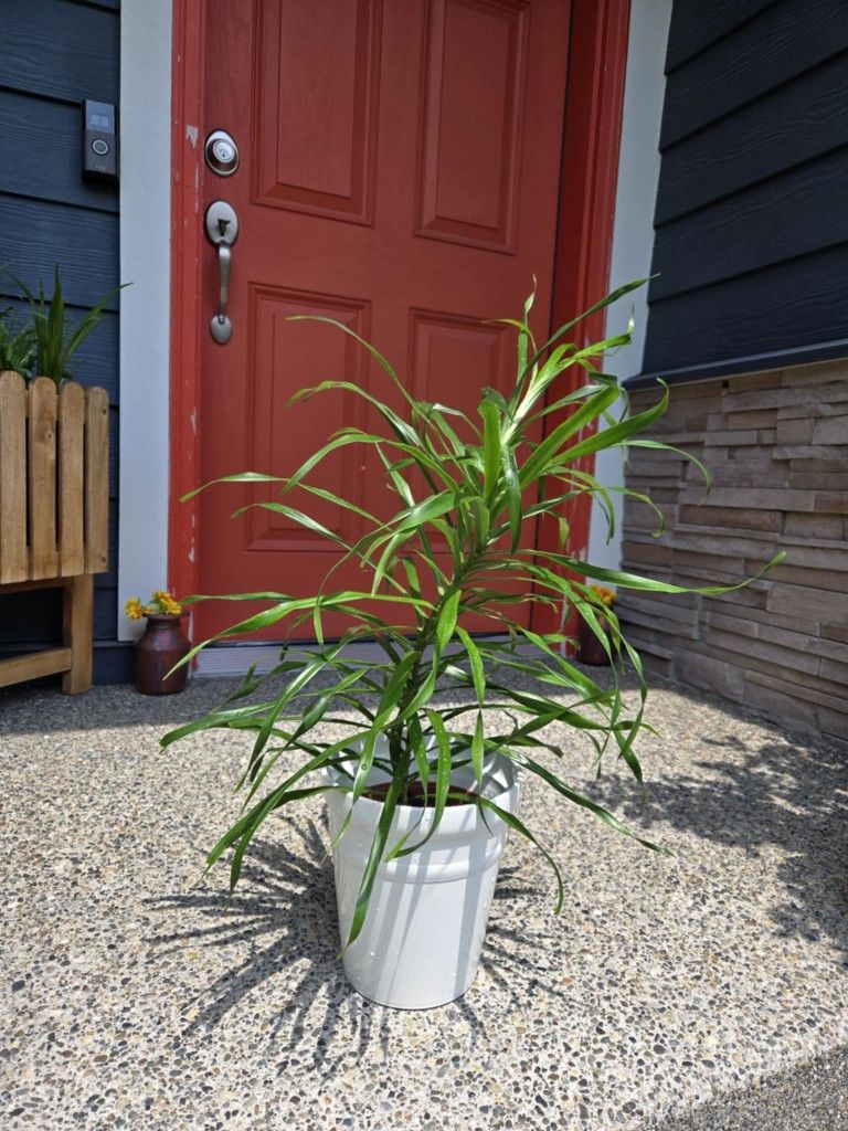 Indoor Plant Live