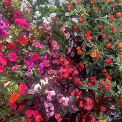 Begonias