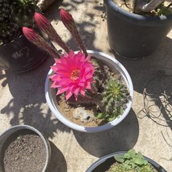 Cactus