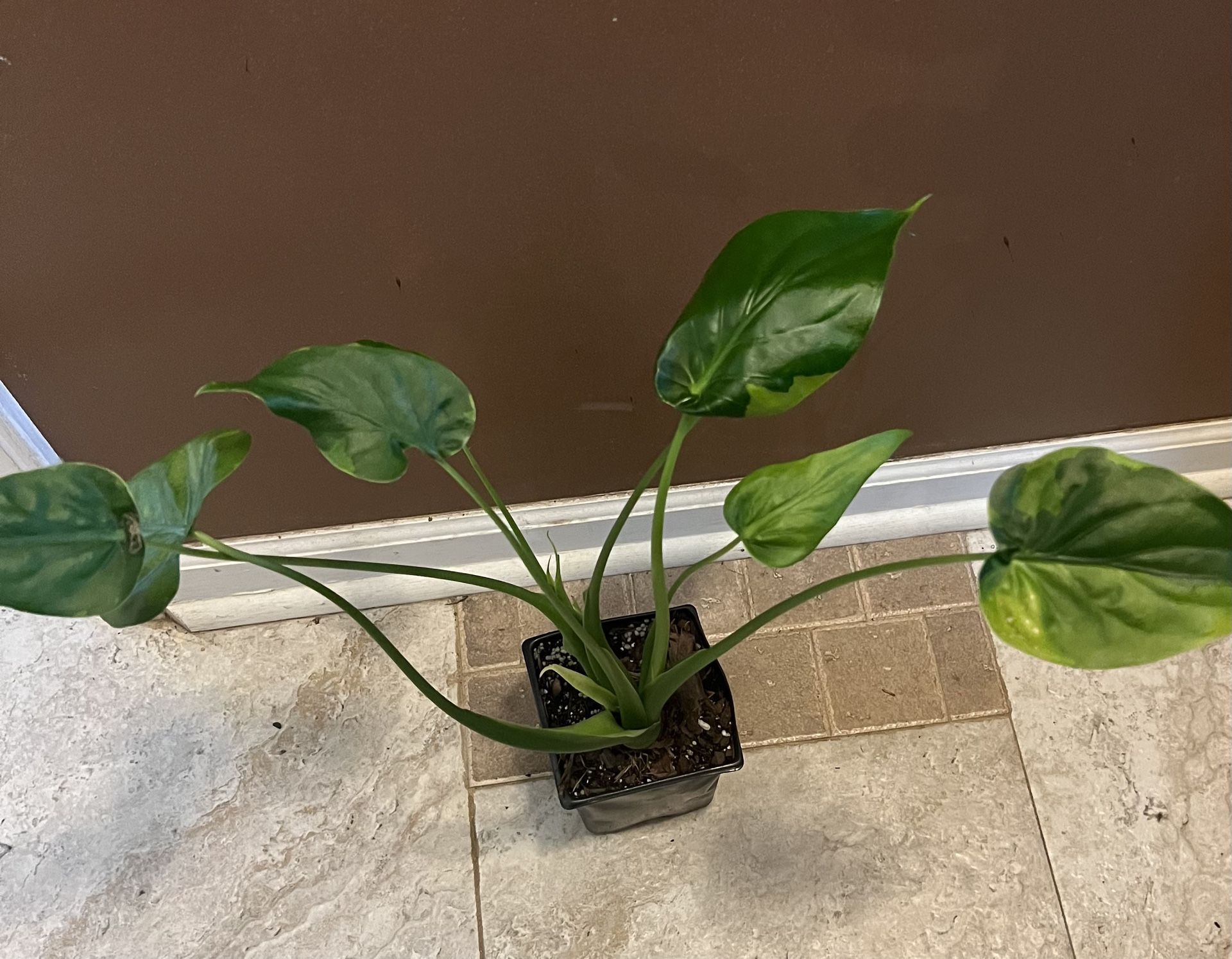 Variegated Chinese Taro Plant ( Pls Read Description Below)
