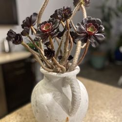 Black Plants White Pot Yard Decor