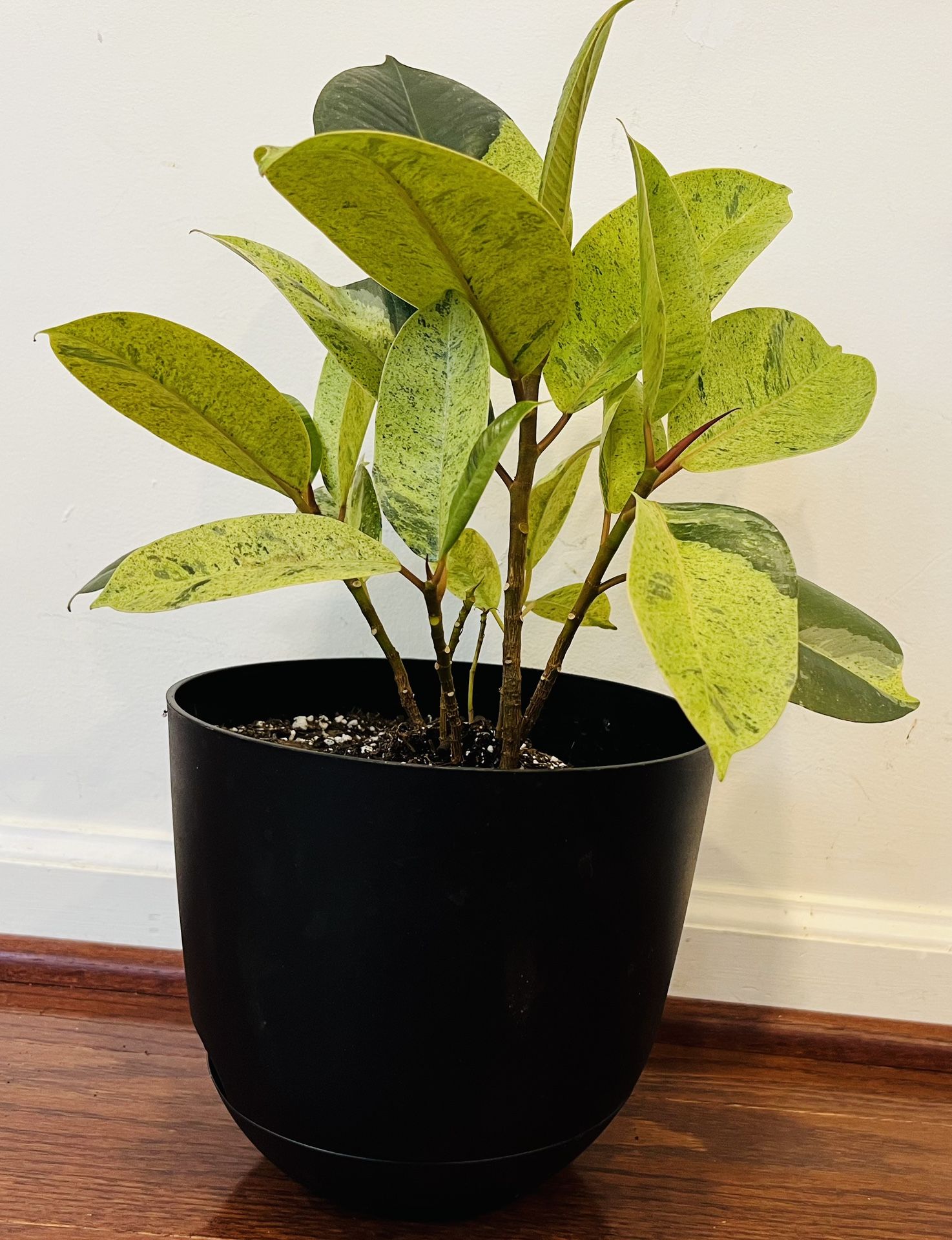 Indoor plant- Ficus Tineke with plastic pot