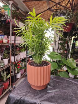 Bella & Areca Indoor Palms