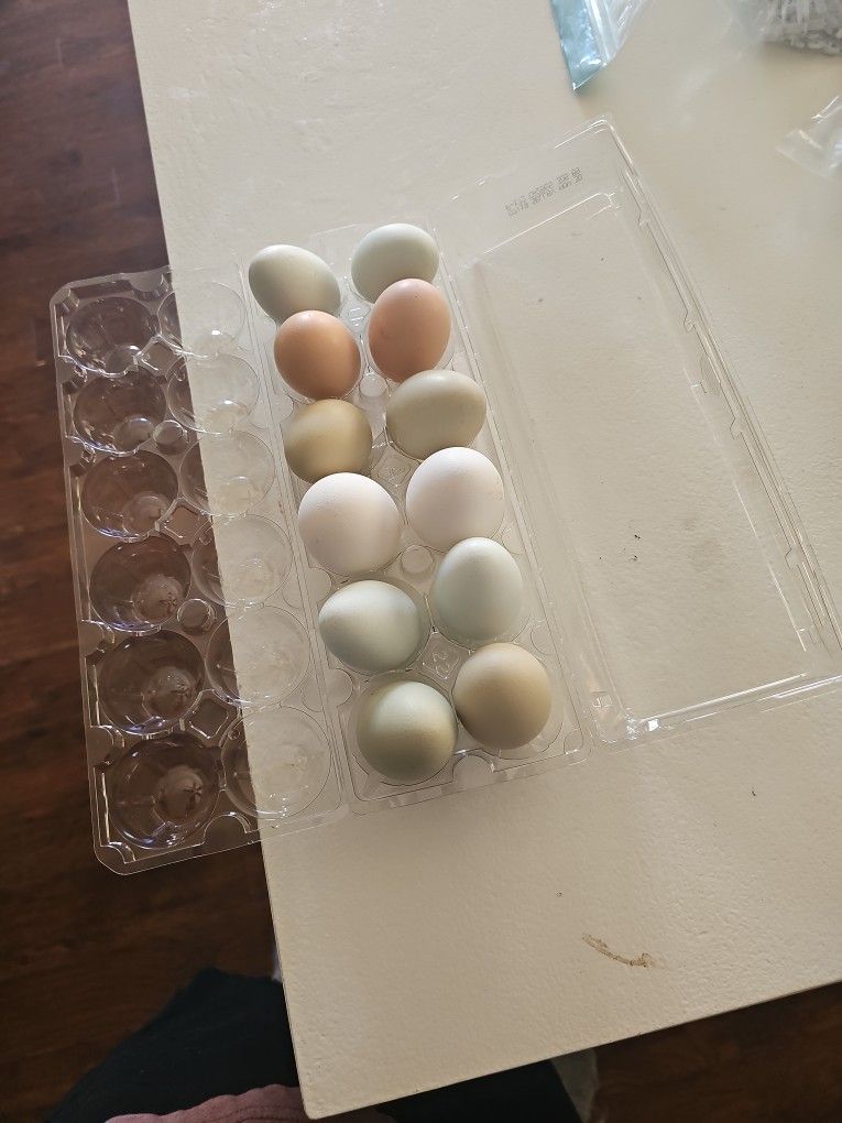 Fresh Eggs