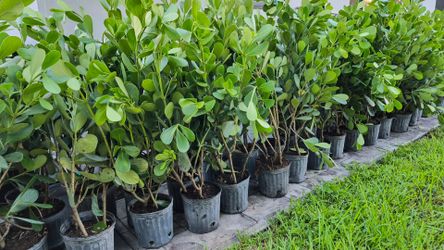 Clusias Plants About 4 feet. Instant privacy