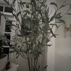 Pottery barn, Olive tree