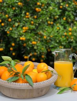 Sweet Juicy Organic Oranges 5 For $1.00