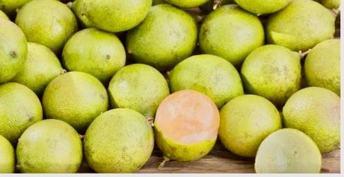 Quenepas, mamoncillo, Spanish limes, honeyberry plants each one $6