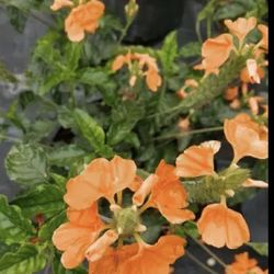 🌳🌳CROSSANDRA PLANT 🌳🌳