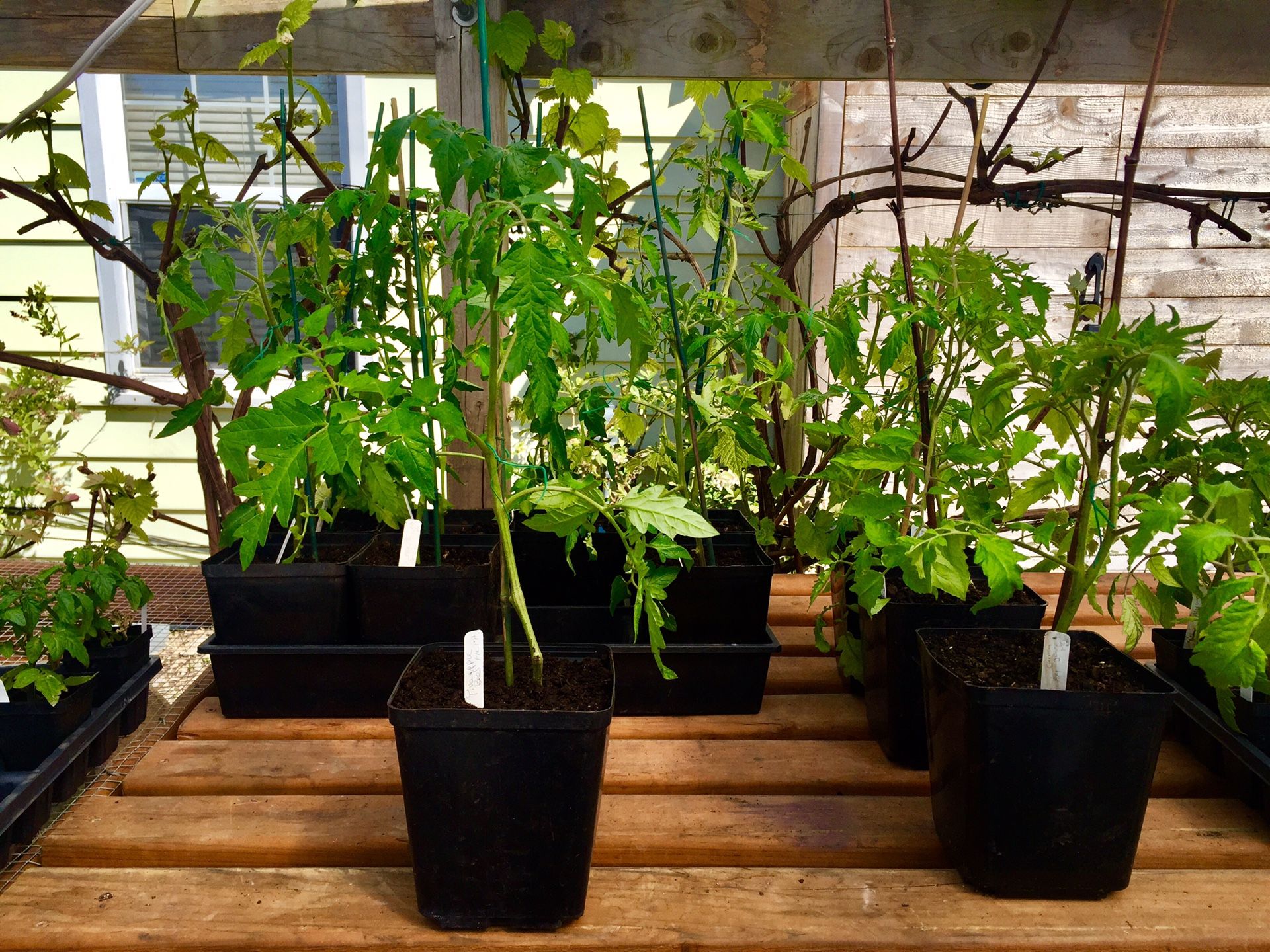 TOMATO PLANTS GROWN HUGE GALLON POTS π― ORGANIC GROWN TO PRODUCE HERE