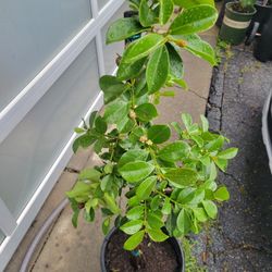 Flowering STRAWBERRY GUAVA TREE