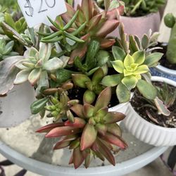 Beautiful Succulent Planters