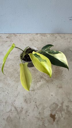 Philodendron Florida Beauty Plant