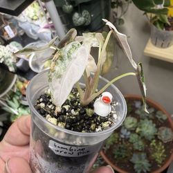 RARE Alocasia Pink Bambino Narrow