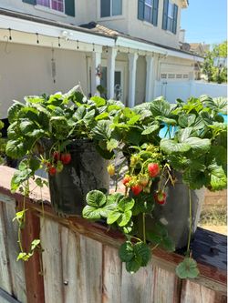 5 gallon 12+ sweet strawberry plants fruiting runners are coming out