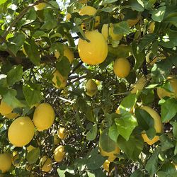 Organic lemons, $.75 cents lb freshly cut out of the tree