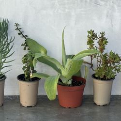 5 Potted Succulents lot - Senecio Fingers Jade Agave Flapjack 