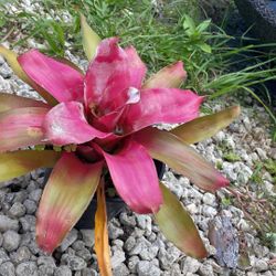Bromeliad “Magali” – 1gl Pot – Vibrant Tropical Beauty