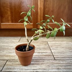 Jade Plant (Crassula ovata) 