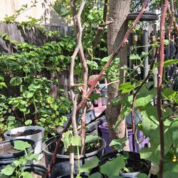 Organic Chayote plant 🪴 i have one avaliable  picture number 2 I post3d pictures of the Chayote and pictures of the fruit my own plant 🪴 ready to go