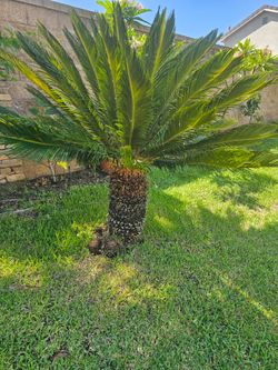 15 year old Sargo palm free
