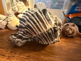 Sea shells  some big ones and med size all beautiful