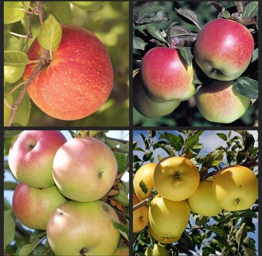 Grafted Multiple Apple Tree ( 3 types in 1 )