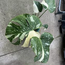 monstera thai constellation