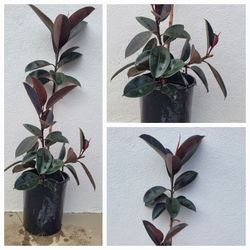 Tropical plant Ficus Burgundy  5 arms large and tall