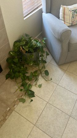Indoor plant