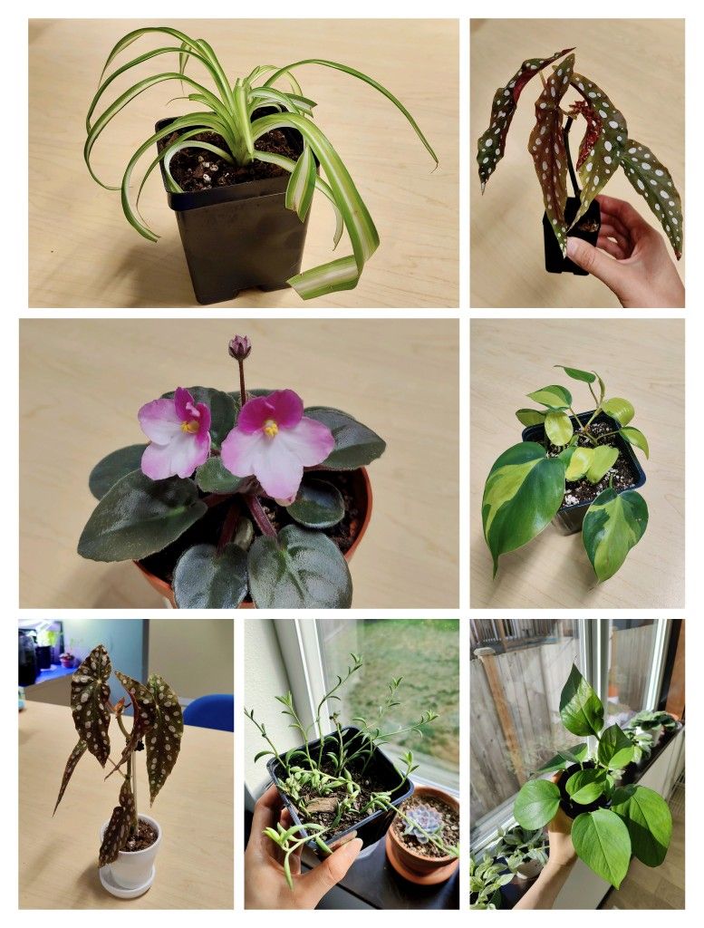 Plant sale
