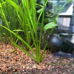 Healthy Vallisneria X4   Aquarium Plants 