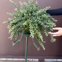 8” xl curly lipstick plant blooming