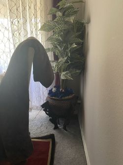 Flower and pot
