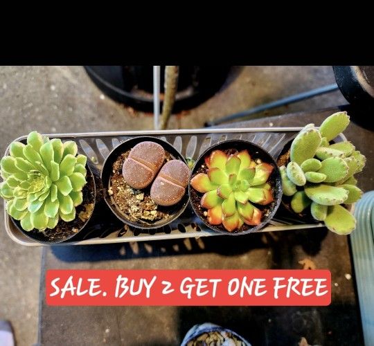 3 For $10 Succulent Sale In San Lorenzo This Week