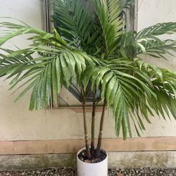 🌴 Areca Palm in White Ceramic Pot 