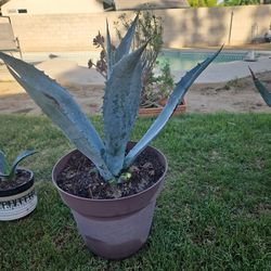 Agave plant