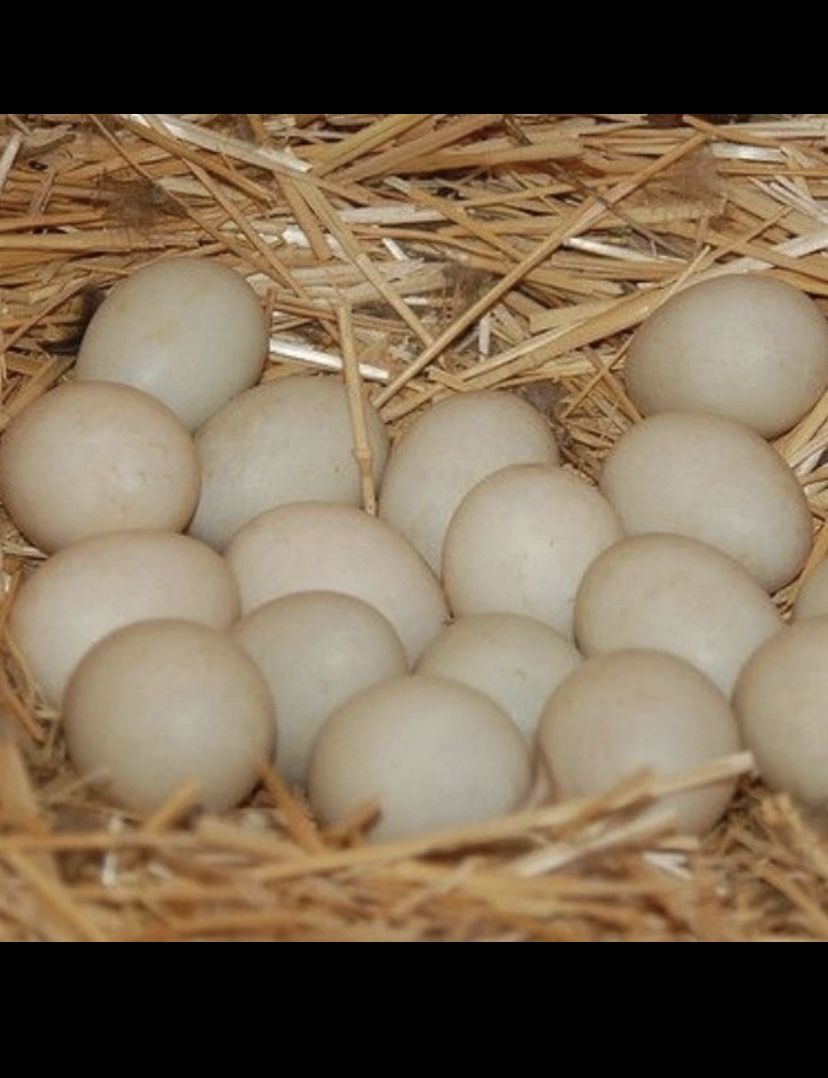 Duck Eggs