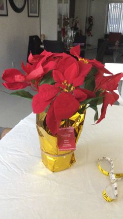 Poinsettia Plant