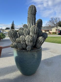 euphorbia polygona snowflake.          Cactus aloe agave succulents 