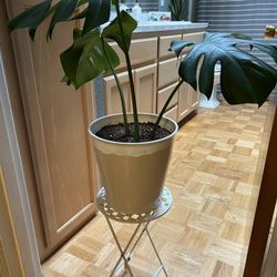Monstera House Plant