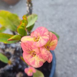 Corona De Cristo plant Bluming 